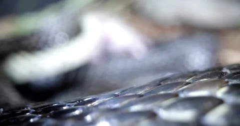 Black rat snake devouring a small mouse Stock Footage 151483256