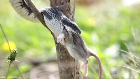 Black rat snake eating its prey Stock Footage 155653032