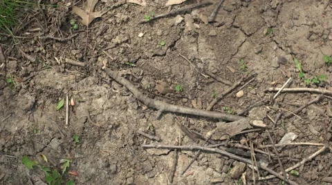 Black Rat Snake moves through Frame Stock Footage 64363149
