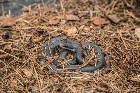 Black rat snake Stock Photos