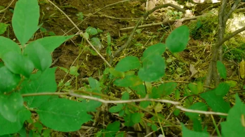 Black Rat Snake slithering through underbrush 库存影片 6531126