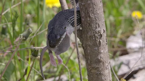 Black rat snake in a tree eating a mouse Stock Footage 155689162