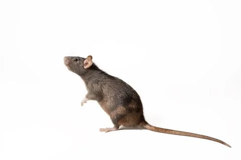 Black rat standing on two legs, in profile isolated on white background. rodent Stock Photos