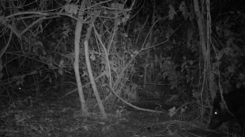 Black Rats and Pig at night in Hawaiian forest Stock Footage 104899368