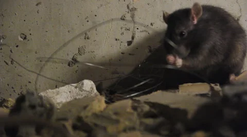Black Rats Between The Pieces Of Bricks Stock Footage 64732181