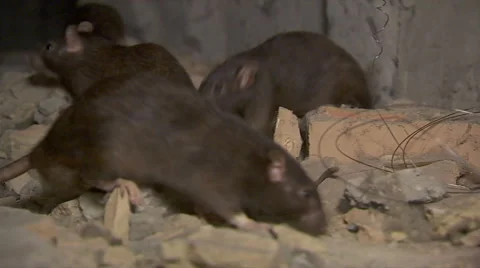 Black Rats Stock Footage 67590058
