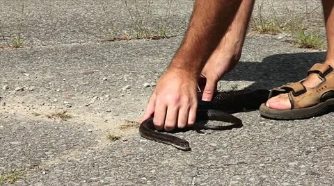 Black Ratsnake Removal Methods to Help Snake Off Road. Stock Footage 12152429