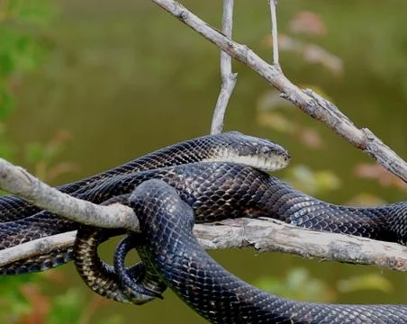 Black ratsnake sideview Stock Photos