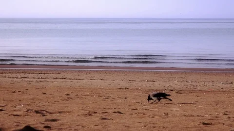 Black raven on beach 스톡 동영상 101822328