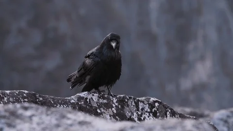 Black Raven Bird 4K Stock Footage 80574397