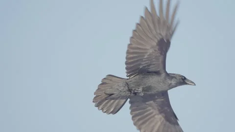 Black raven bird in flight in slow motion, common raven flying Corvus corax Stock Footage 325744017