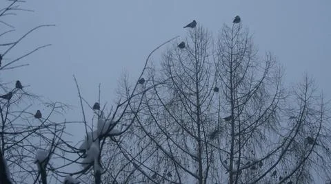 Black raven birds flock, bare leafless branch, many dark crows on tree in winter Stock Photos