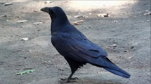 Black Raven close up Stock Footage 12337649