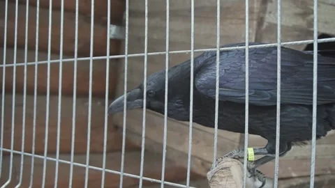 Black raven close up through the bars Video stock 271084258