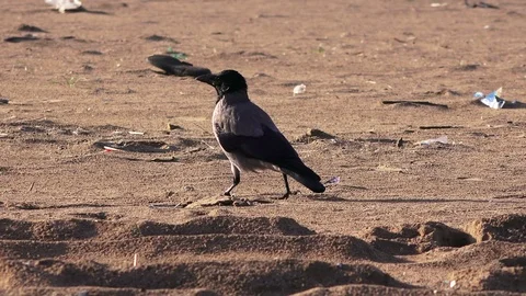 Black raven closeup 스톡 동영상 101822175