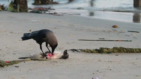 Black raven crow bird eats dead cat on beach, carcass feeding, animal behavior Stock Footage 309849302