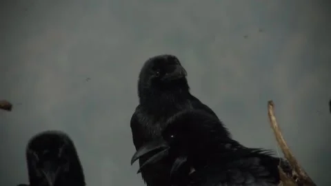 Black raven eats carrion 01 Stock Footage 163190578
