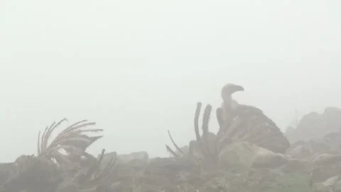 Black raven eats carrion 02 Stock Footage 163190587