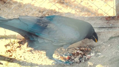 Black raven eats the contents of an egg Stock-Footage 74250799