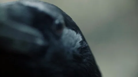 Black raven eyes and beak macro. Crow looking straight into camera Stock Footage