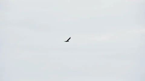 Black Raven flies in the sky Stock Footage 99526151