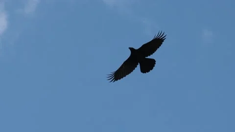 Black raven flies through the blue sky slow motion Stock Footage 131945545