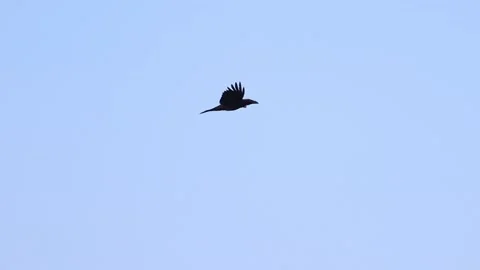 Black raven flies through the sky Stock Footage 237189599