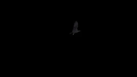 Black Raven - Flying Around - 03 - 4K Stock Footage 80959949