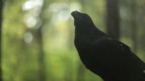 Black raven in the forest. Stock Footage 80231311