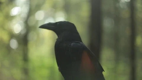 Black raven in the forest. Stock Footage 80231329