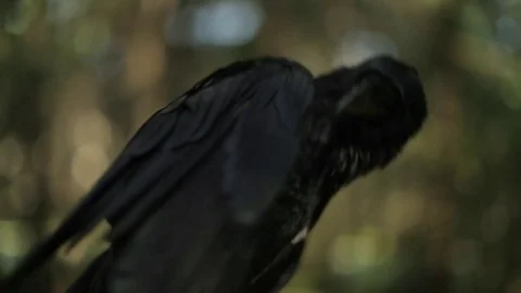 Black raven in the forest. 스톡 동영상 80231351