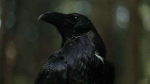 Black raven in the forest. Stock Footage 80231363