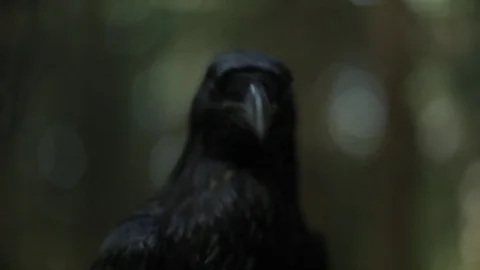 Black raven in the forest. Stock Footage 80231369