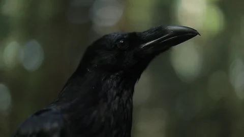 Black raven in the forest. Video stock 80231375