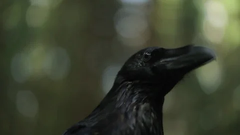 Black raven in the forest. 스톡 동영상 80231378