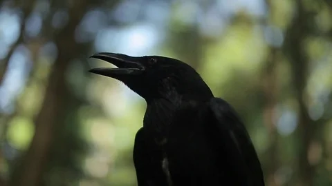 Black raven in the forest. Stock Footage 80231383