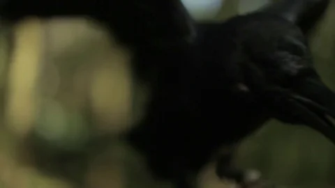 Black raven in the forest. Stock Footage 80231392