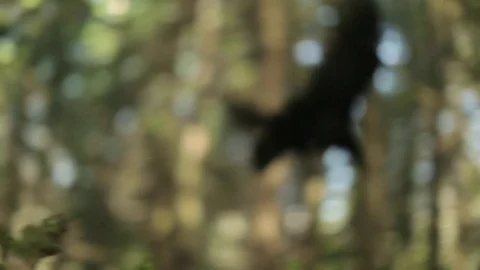 Black raven in the forest. Video stock 80231408