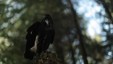 Black raven in the forest. Stock Footage 80231414