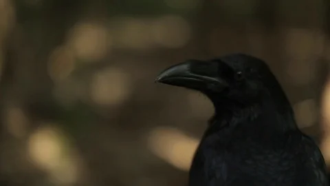 Black raven in the forest. Stock Footage 80231421
