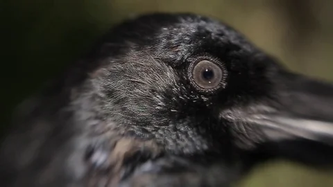 Black raven in the forest. Stock Footage 80231433