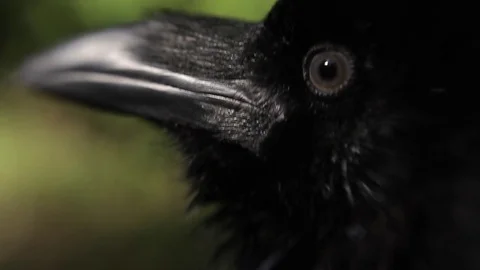 Black raven in the forest. 스톡 동영상 80231451