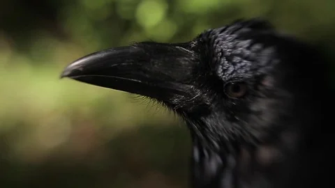 Black raven in the forest. Stock Footage 80231466