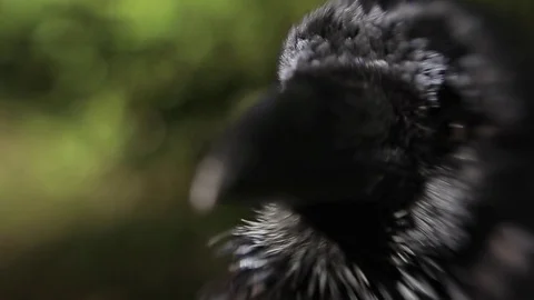 Black raven in the forest. Video stock 80231478