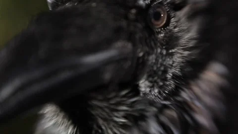 Black raven in the forest. Stock Footage 80231510