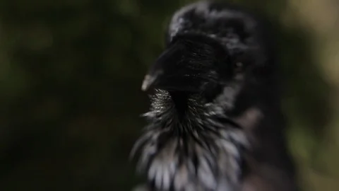 Black raven in the forest. Stock Footage 80231527