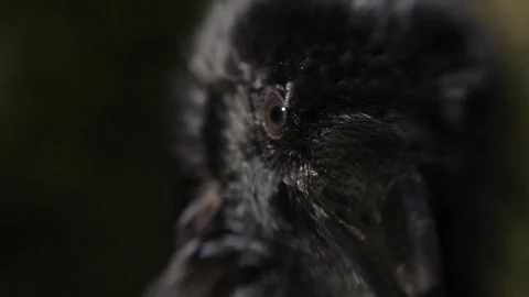 Black raven in the forest. Stock Footage 80231549