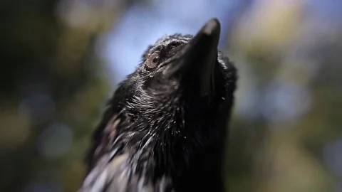 Black raven in the forest. Stock Footage 80231575
