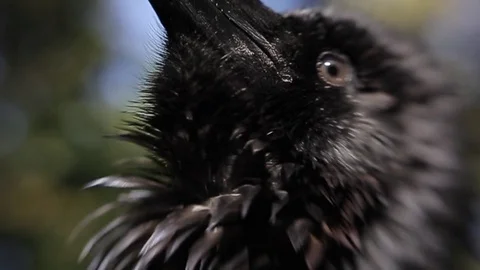 Black raven in the forest. Stock Footage 80231607
