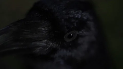 Black raven in the forest. Stock-Footage 80231628